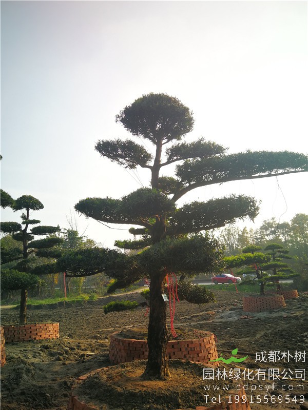 3米高罗汉松图片